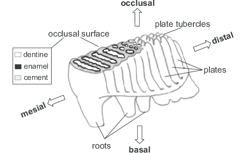 Diagram of a mammoth molar, from Structure and evolution of mammoth molar enamel by Marco P. Ferretti